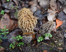 Morel Habitat Kit® SPEDIZIONE