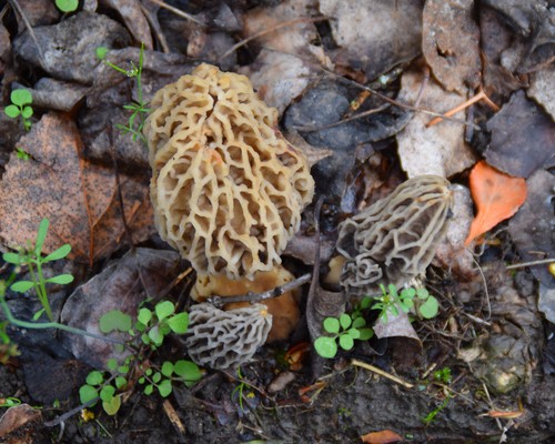 Morel habitat kit - morel,