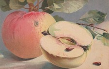 C1 - Cp Cartolina Illustrata Natura Morta Mele - Fp Nvg