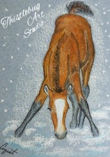 ACEO Miniatura Cavallo Puledro