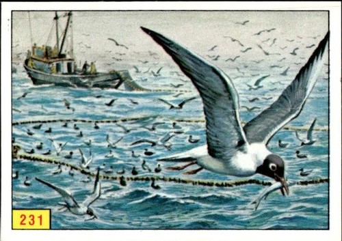 Figurina uccelli panini - figurina,