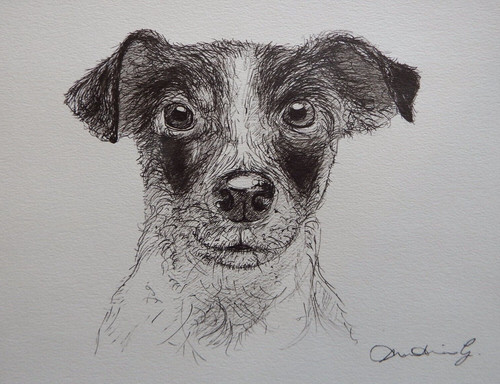 Jack russel disegno cane - disegno,