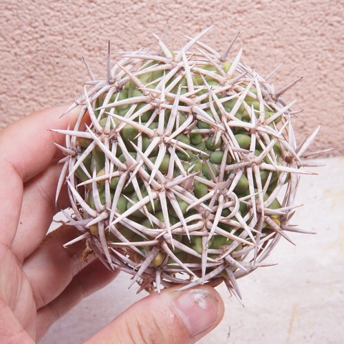 Gymnocalycium castellanosii - gymnocalycium.,
