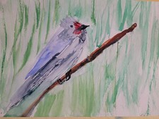  uccellino blu colorato arte