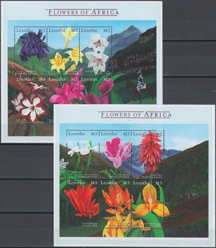 Lesotho fiori d africa - fiori, d'africa