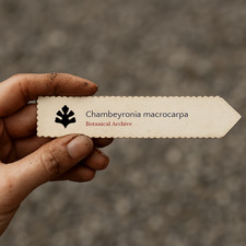 Chambeyronia macrocarpa seeds - chambeyronia,