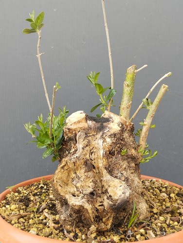 Bonsai olivastro 30x25cm - bonsai,