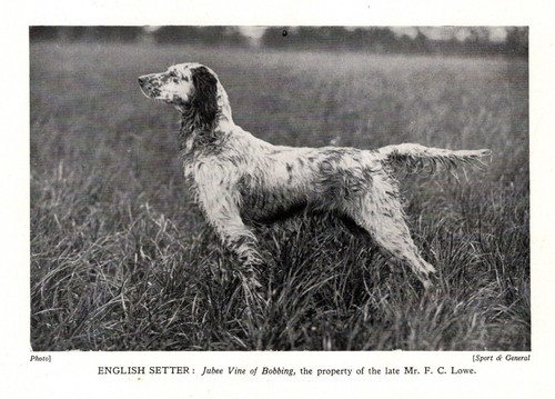 Stampa setter inglese vintage