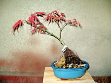 BONSAI ACER PALMATUM SHIRAZZ