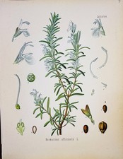 Rosmarinus officinalis 1886