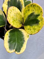 Hoya kerrii spot esterno