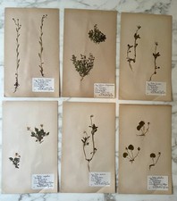 Set di 6 rari fiori pressati