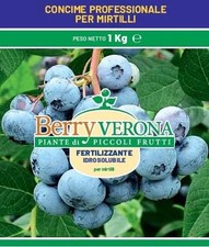 Pianta di mirtillo gigante