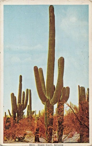 Gigante cactus arizona - gigante,