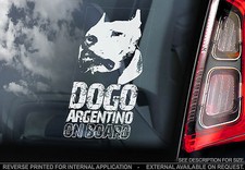 Dogo Argentino - Car Window