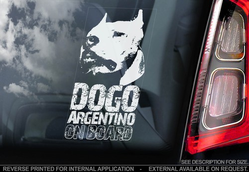 Dogo argentino car - car, window