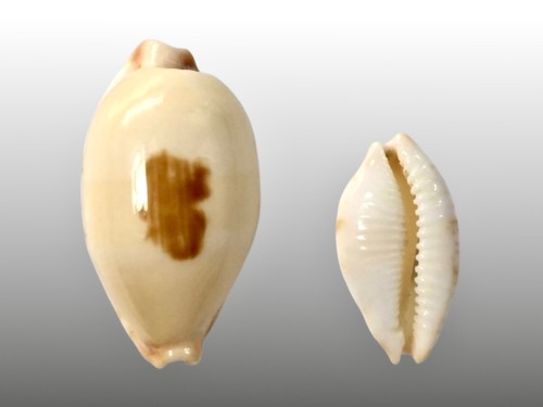 Cypraea diauges salaryensis - cypraea,,