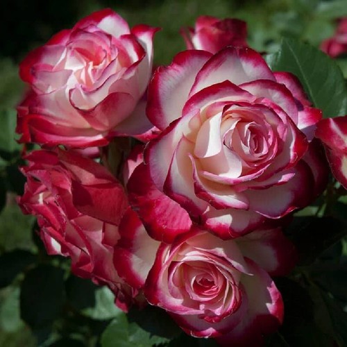Pianta rosa brevettata jubile - pianta,