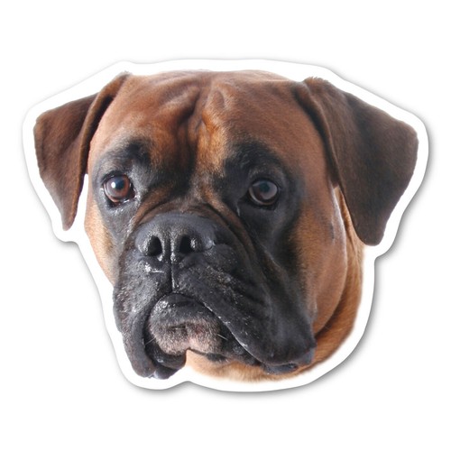Calamita boxer - calamita,