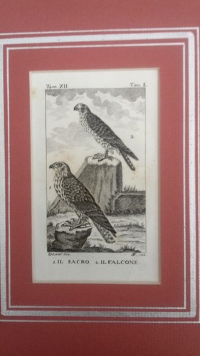 Uccelli rapaci 2 - rapaci,