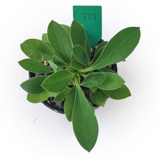Euphorbia parvimedusae x E.milii (semina) in vendita da Little One Plant Vivaio