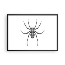 Poster 70x50cm Ragno Insetto