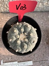 Pianta di cactus rara 1 pz 6,8