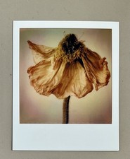 1 x Polaroid, edizione