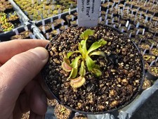 Dionaea muscipula "Dragon