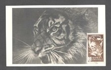 (855941) Catlike, Guinea