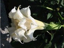 🔥 Datura triple white * 15