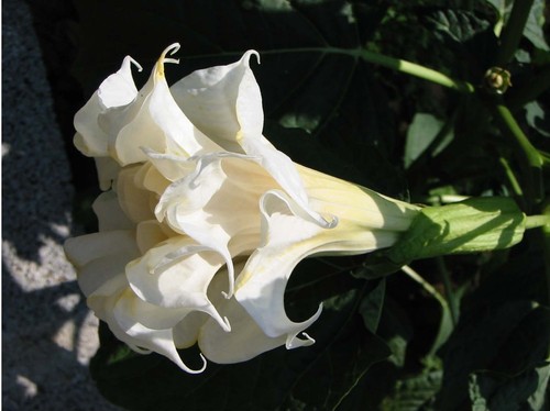 Datura triple white 15 - triple,