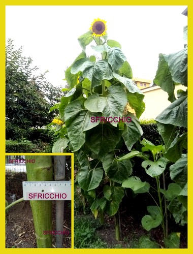Semi girasole gigante - 25,