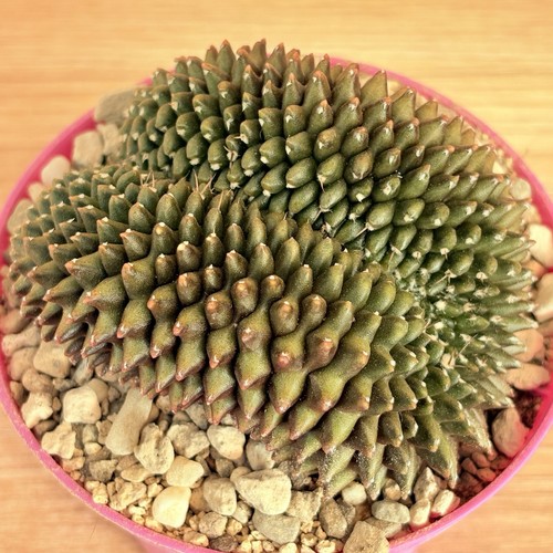 Gymnocalycium mihanovichii - , f