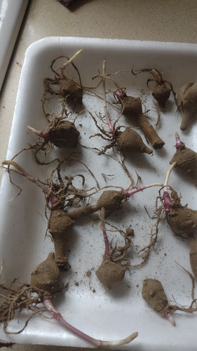 Tuberi carciofo di - di,