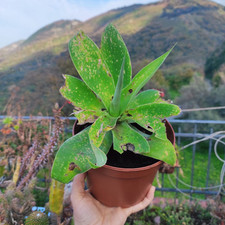 ?1 Vaso Ø 15 cm Pianta AGAVE ATTENUATA Crescita Rapida ?! + 1 Omaggio