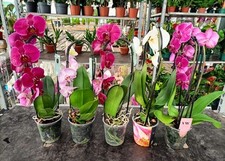 Orchidea Arco Cascata 