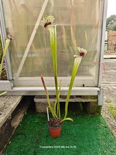 #6 - Sarracenia SL61 AC X Leah