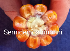 SEMI SEEDS MAIS ottofile ROSSO 2025 Presidio Slow Food antica varieta' ?bio