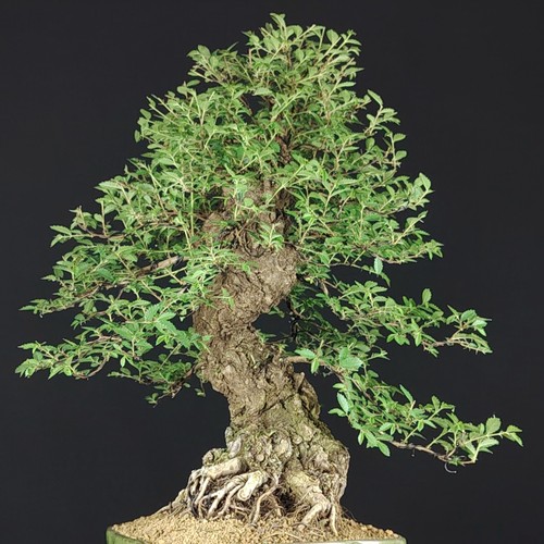 Bonsai olmo giapponese - bonsai,