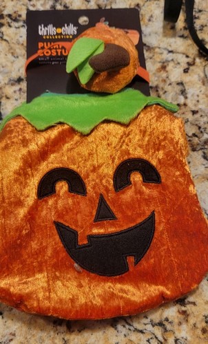 Zucca jack lanterna piccolo - lanterna,