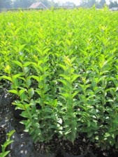 Ligustrum ovalifolium -