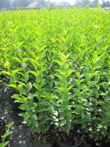 Ligustrum ovalifolium - ,