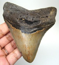 Megalodonte dente squalo - dente, di