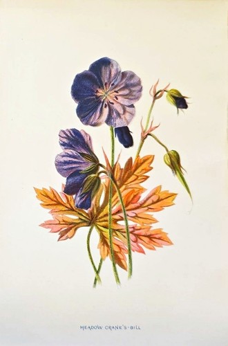 1890 geranio antica - geranio,