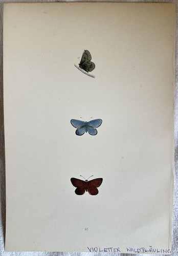 Farfalle litografia violetter - farfalle,