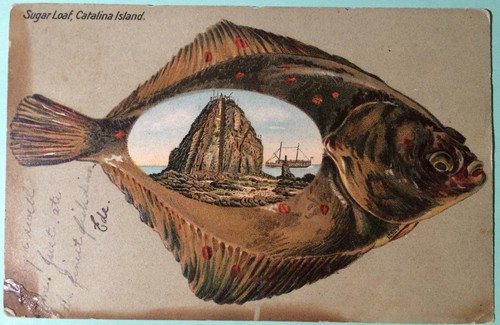 Santa catalina island - santa,