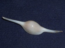 VOLVA VOLVA EXTRA DWARF