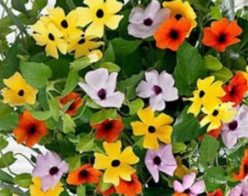 Ojo venus thunbergia - ojo,