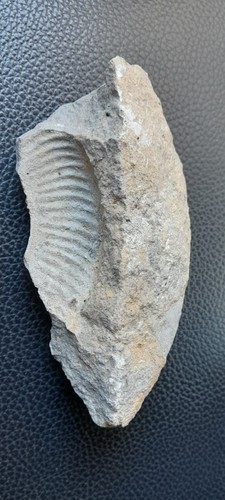 Fossile pesce - fossile,